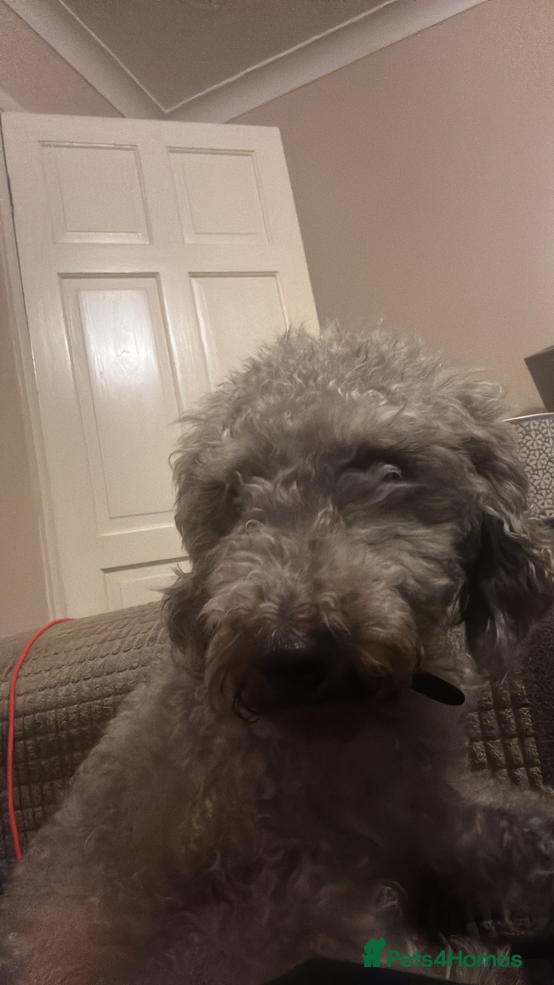 Bedlington Terrier dogs for sale: Bedlington terrier puppies  - Advert 1