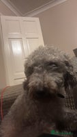 Bedlington Terrier dogs Bedlington terrier puppies - Advert 4