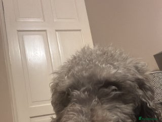 Bedlington Terrier dogs Bedlington terrier puppies - Advert 15