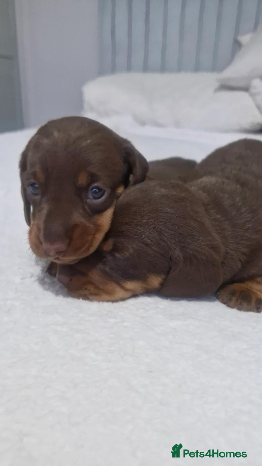 Miniature Dachshund dogs for sale: Minature dachshunds - Advert 10