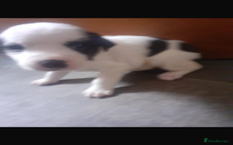 American Bulldog dogs for sale: american bulldog puppy - Image 7