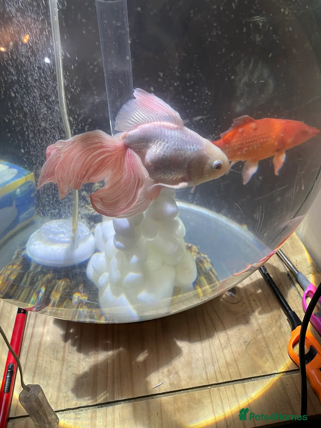 Fancy Goldfish fish for sale: Fancy goldfish in Cannock - Advert 2