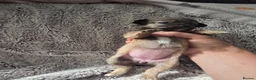 Mixed Breed dogs for sale: Jackawawas  in Bristol - Advert 17