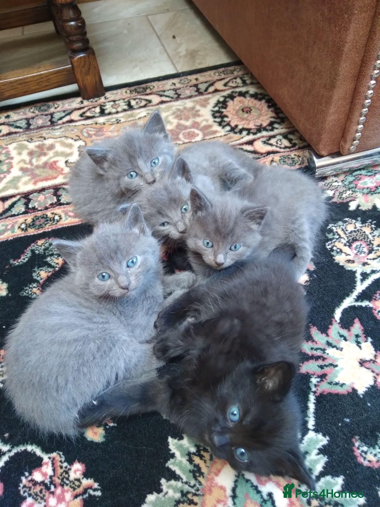 Mixed Breed cats 5 beautiful kittens.  - Advert 2