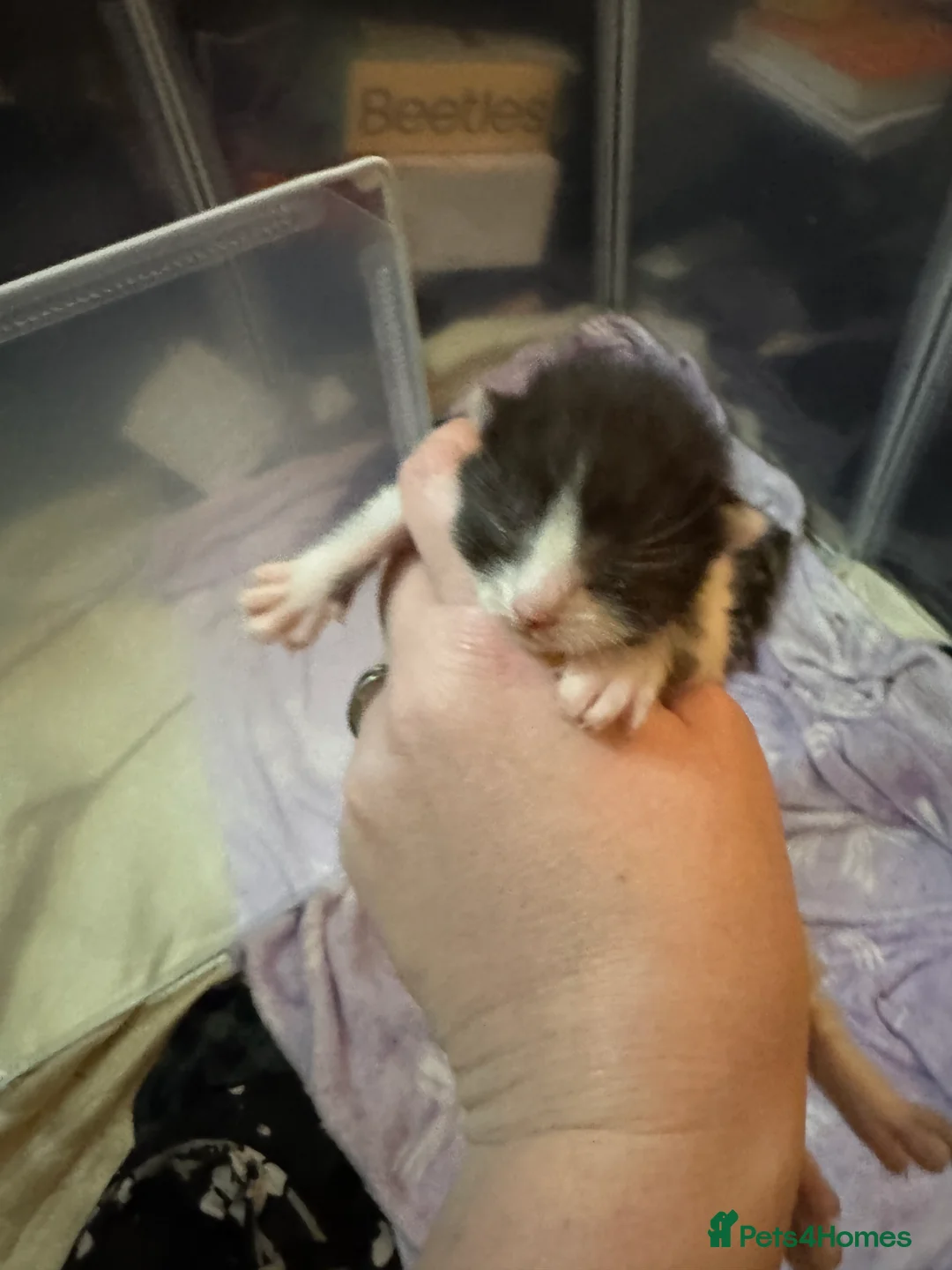 Mixed Breed cats for sale: 4 kittens for sale  in Wakefield - Advert 13