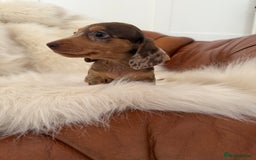 Miniature Dachshund dogs for sale: Stunning Silver & Chocolate Dapple Miniatures - Image 11