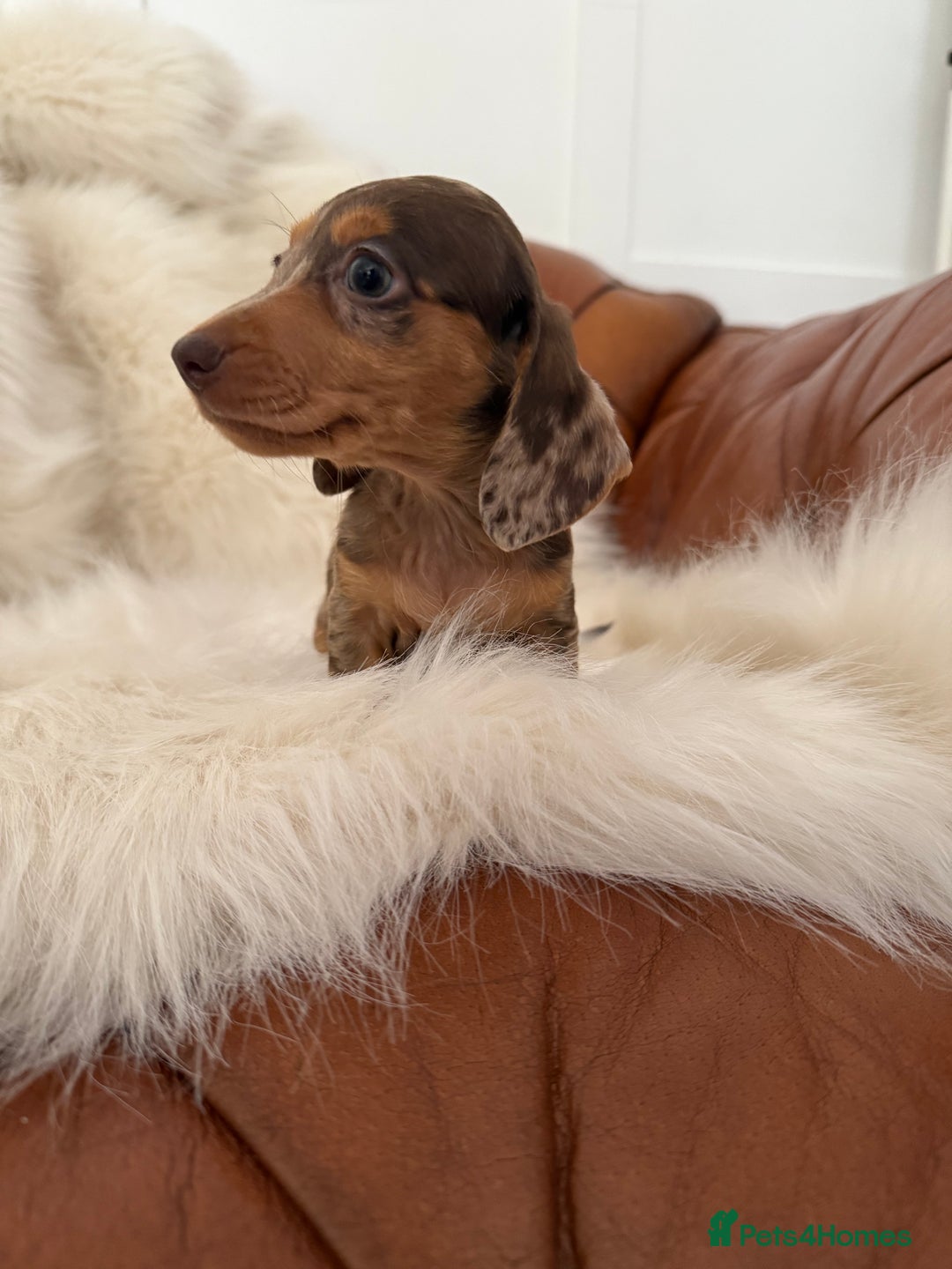 Miniature Dachshund dogs for sale: Stunning Silver & Chocolate Dapple Miniatures - Image 11