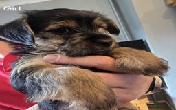 Yorkshire Terrier dogs for sale: Yorkshire terrier My Dog Luna have 4 puppies  - Image 4