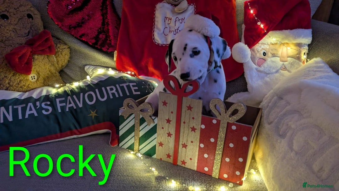 Dalmatian dogs for sale: Dalmatian puppies KC registered last 1 remaining - Advert 21