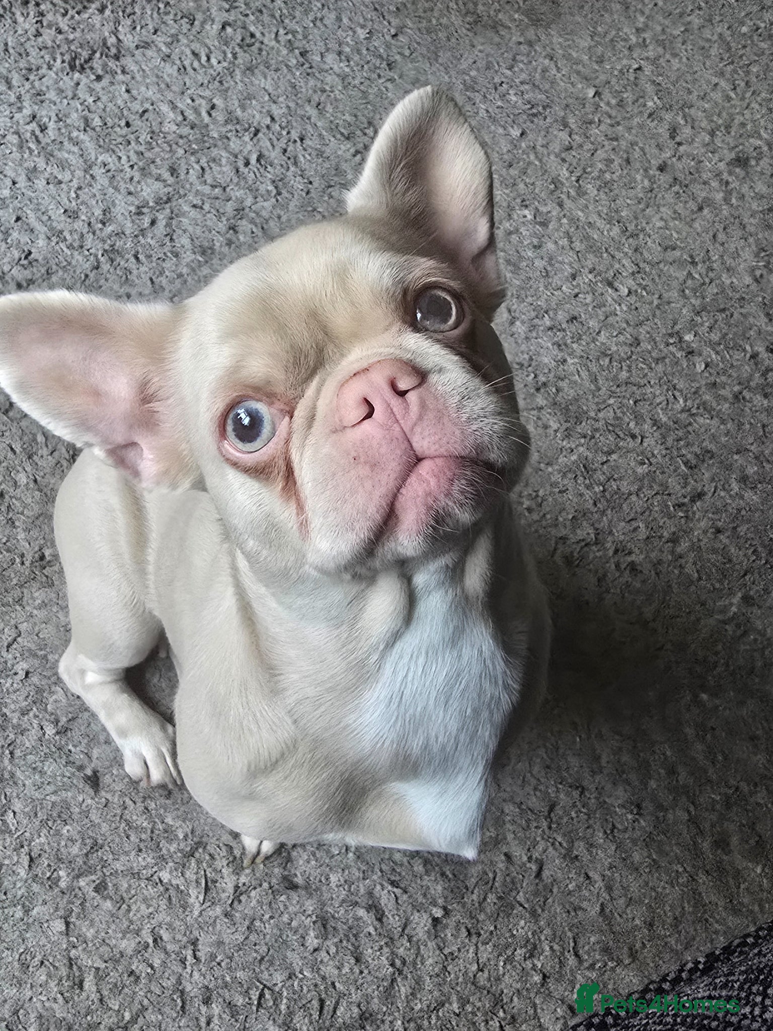 French Bulldog dogs 2 Year Old Champagne Frenchie £100 ONO - Advert 1