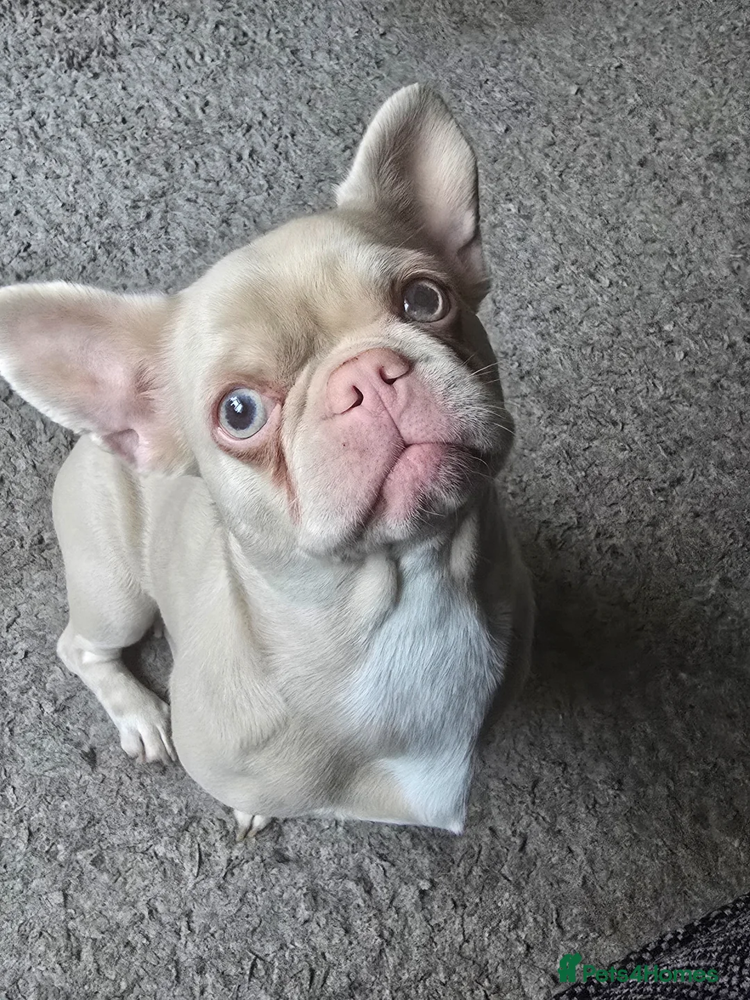 French Bulldog dogs for sale: 2 Year Old Champagne Frenchie £100 ONO - Advert 1
