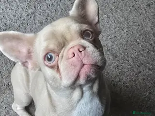 French Bulldog dogs 2 Year Old Champagne Frenchie £100 ONO - Advert 2