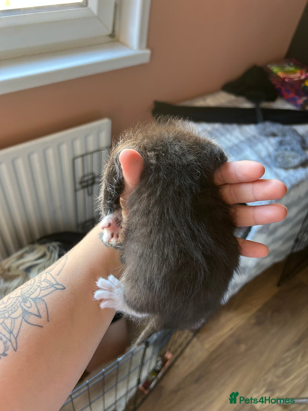 Mixed Breed cats for sale: Part Siamese kittens for sale - Image 10