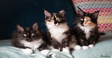 Maine Coon cats - Advert 2