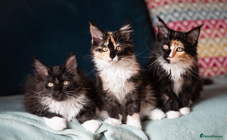 Maine Coon cats - Advert 2