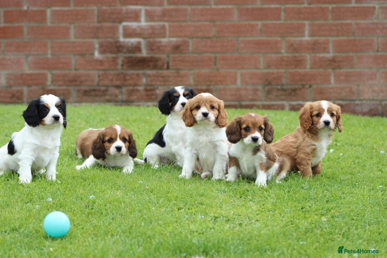 Cavapoo dogs Beautiful Cavapoo puppies for sale - Advert 1