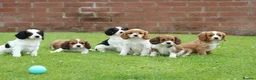 Cavapoo dogs for sale: Beautiful Cavapoo puppies for sale - Advert 1