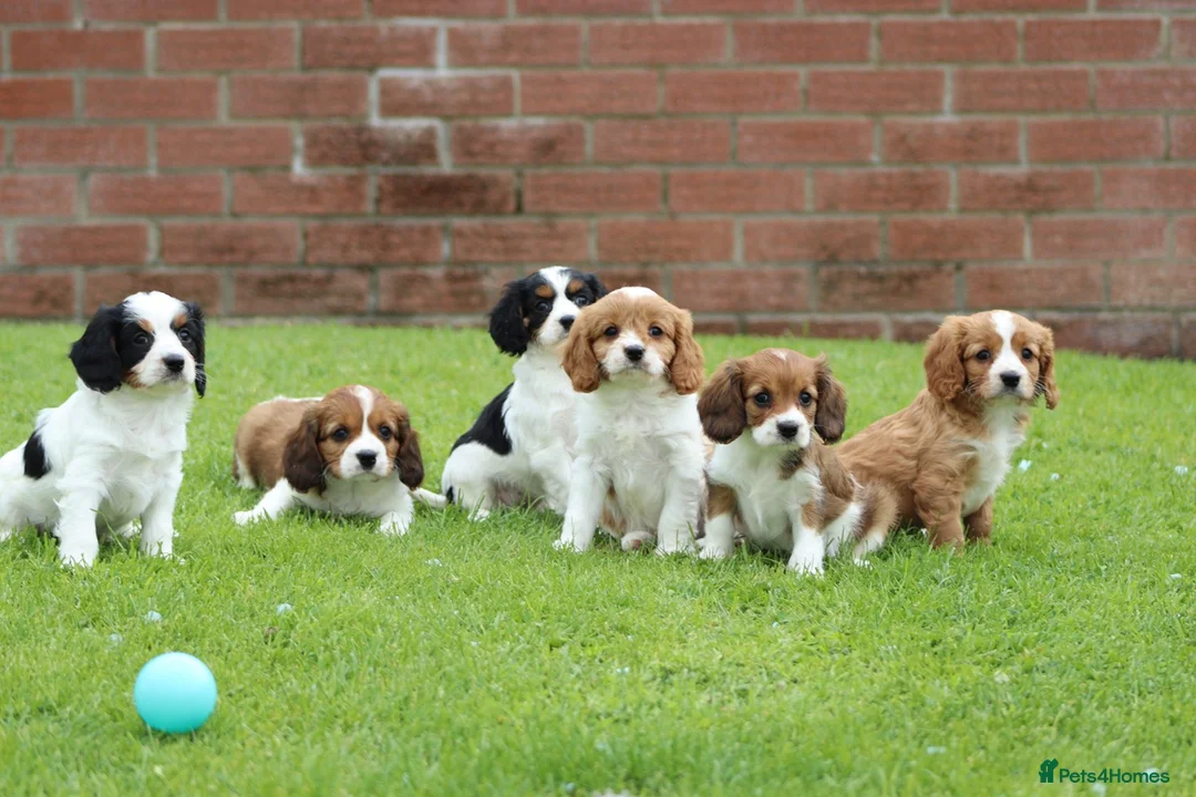Cavapoo dogs for sale: Beautiful Cavapoo puppies for sale - Advert 1