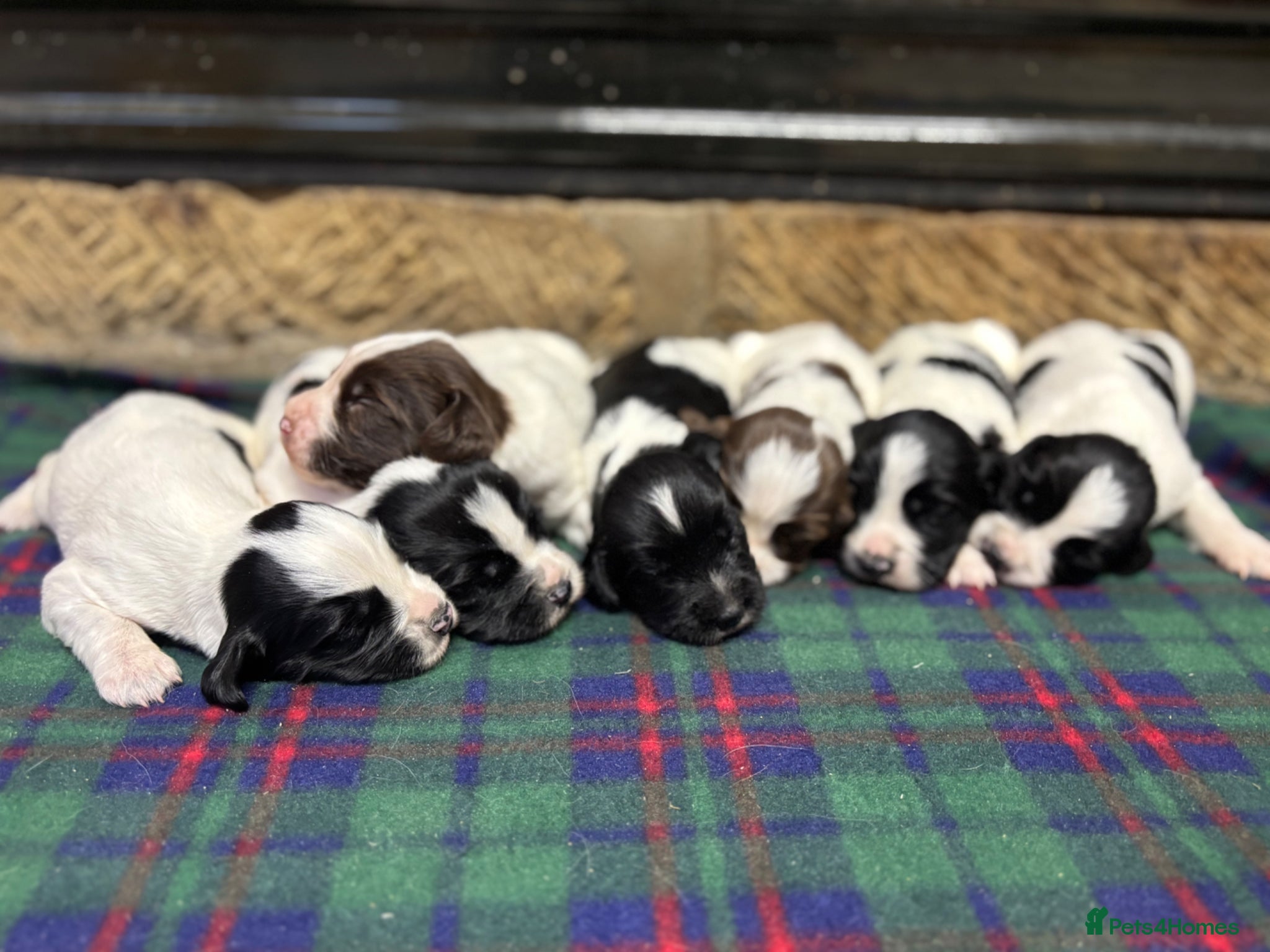 English Springer Spaniel dogs Gorgeous KC Springer Spaniels will excellent lines - Advert 1