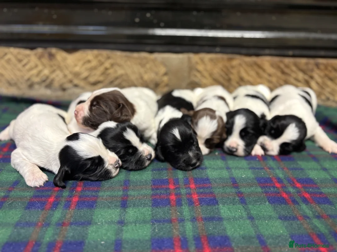 English Springer Spaniel dogs for sale: Gorgeous KC Springer Spaniels will excellent lines in Whitby - Advert 1