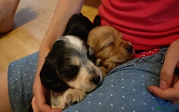 Cocker Spaniel dogs for sale: KC reg show cocker spaniel puppies - Image 6