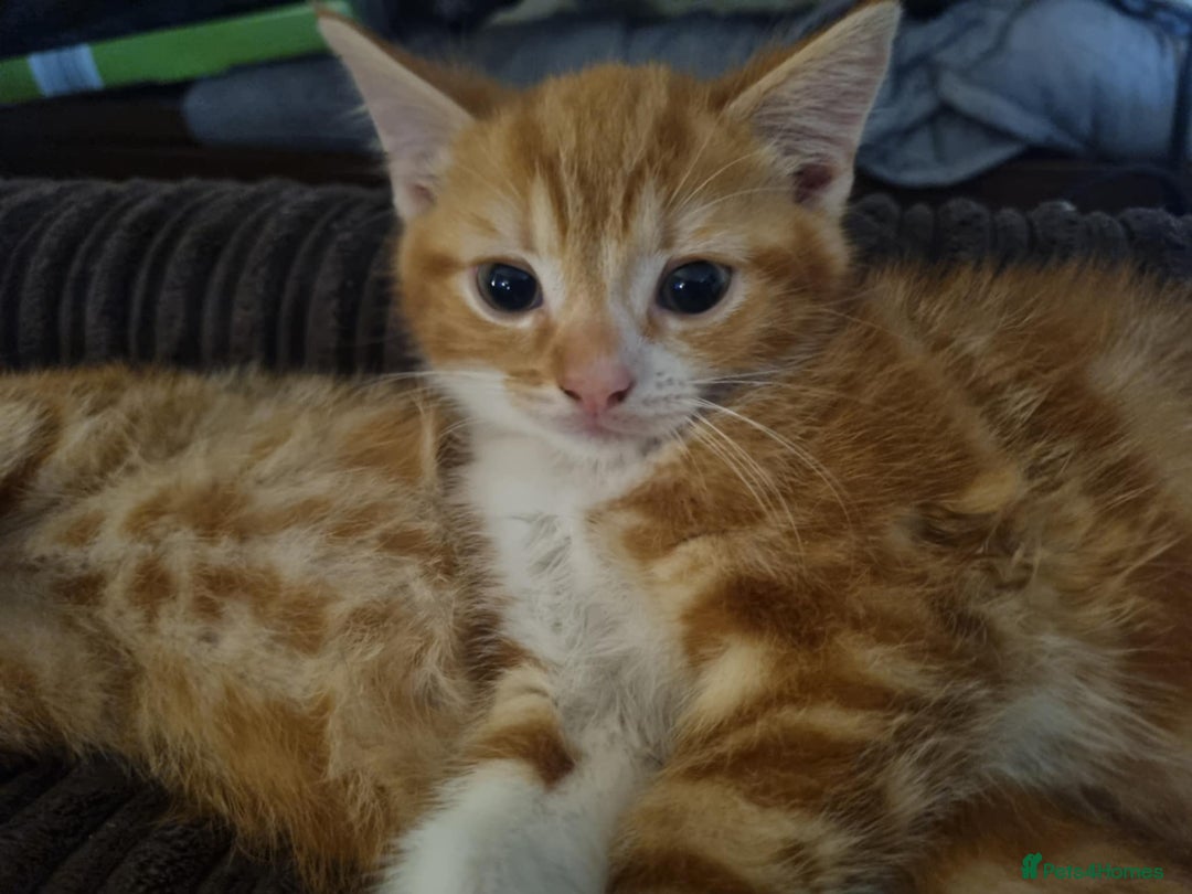 Mixed Breed cats for sale: Three beautiful male kittens - Image 3
