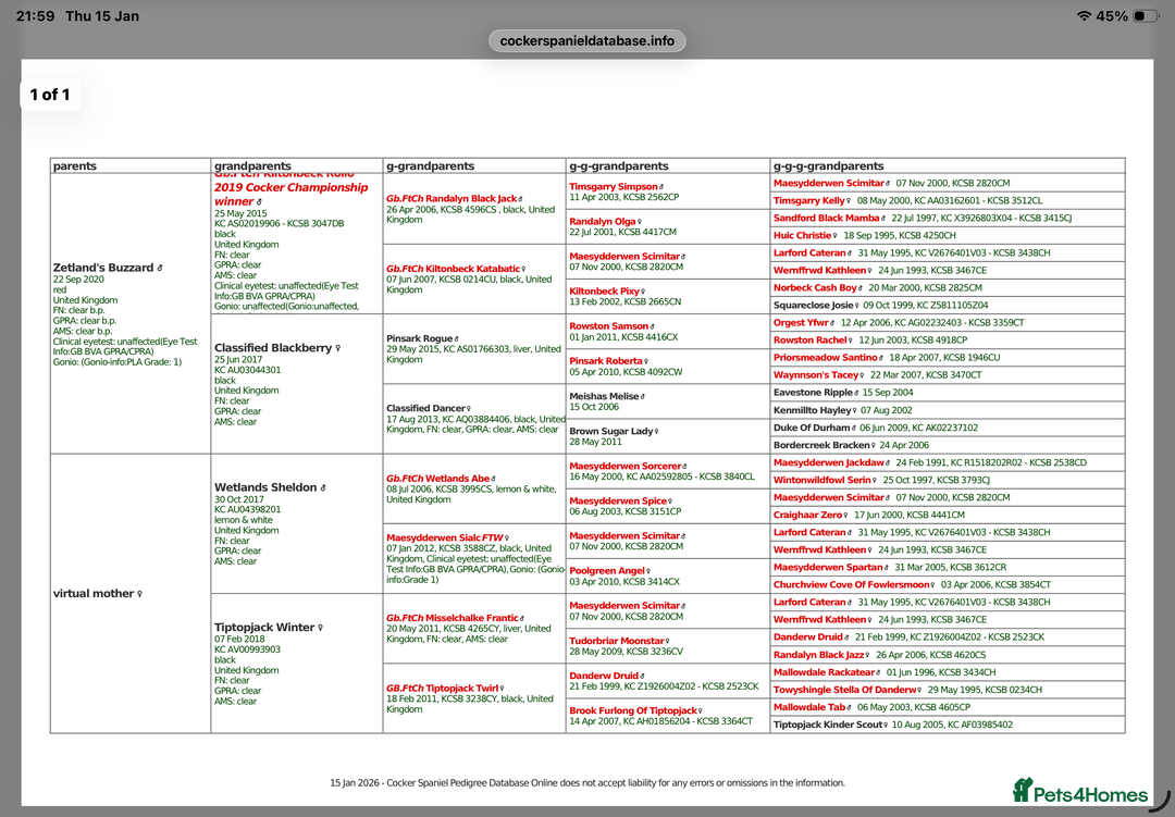 Cocker Spaniel dogs for sale: Hereditary clear working cock spaniels - Advert 15
