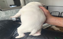American Bull Staffy dogs for sale: 8 beautiful Amstaff puppies - Image 15
