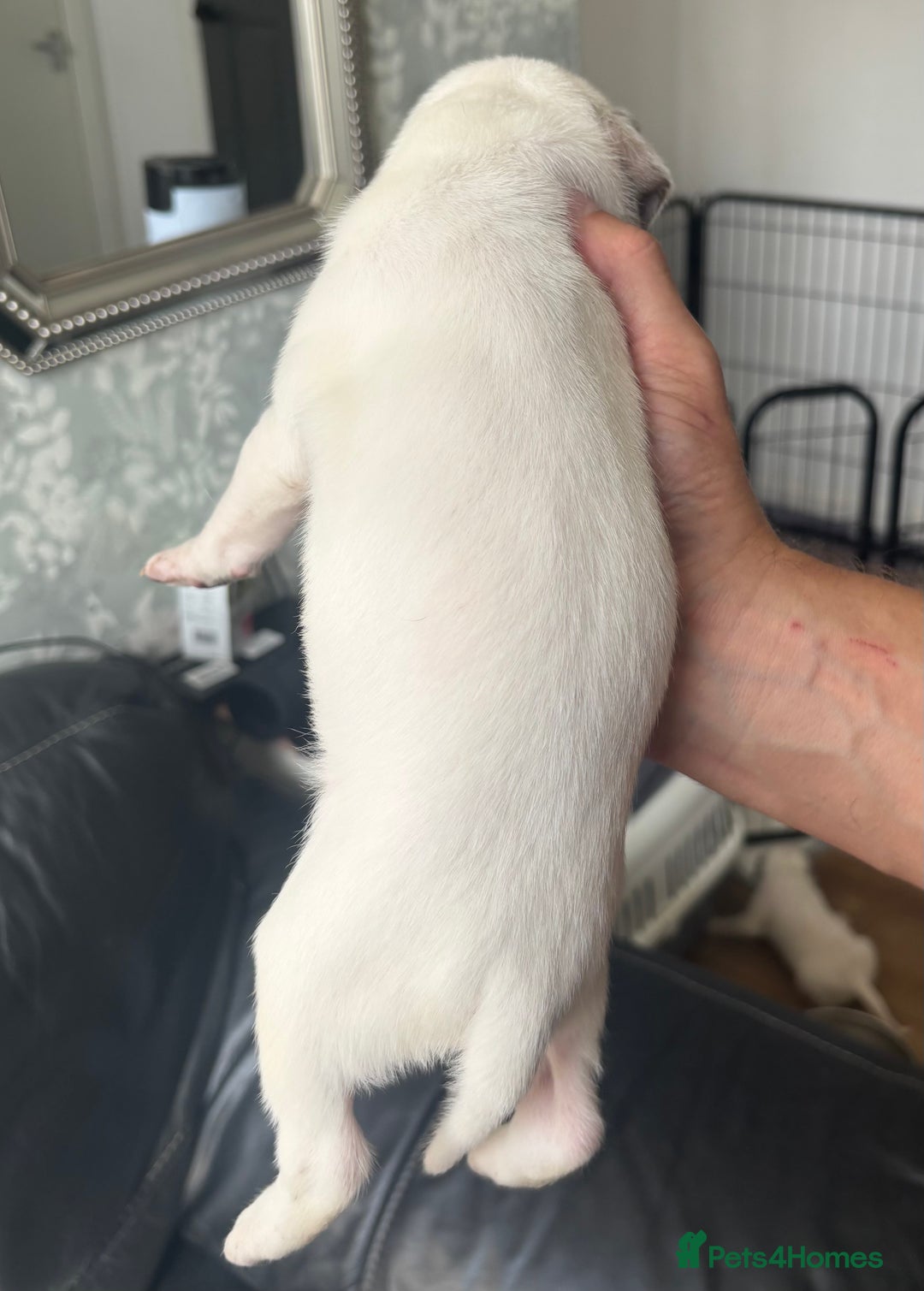 American Bull Staffy dogs for sale: 8 beautiful Amstaff puppies - Image 15