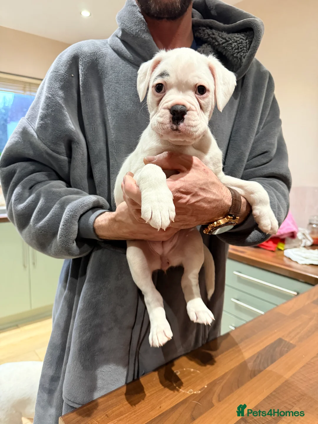 Boxer dogs for sale: Female Boxer Puppies  in Wellingborough - Advert 2