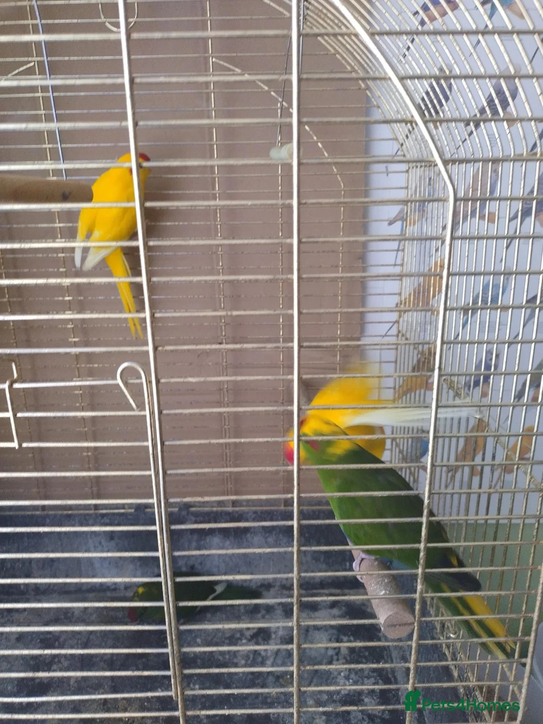 Parakeets birds for sale: For sale  - Advert 2