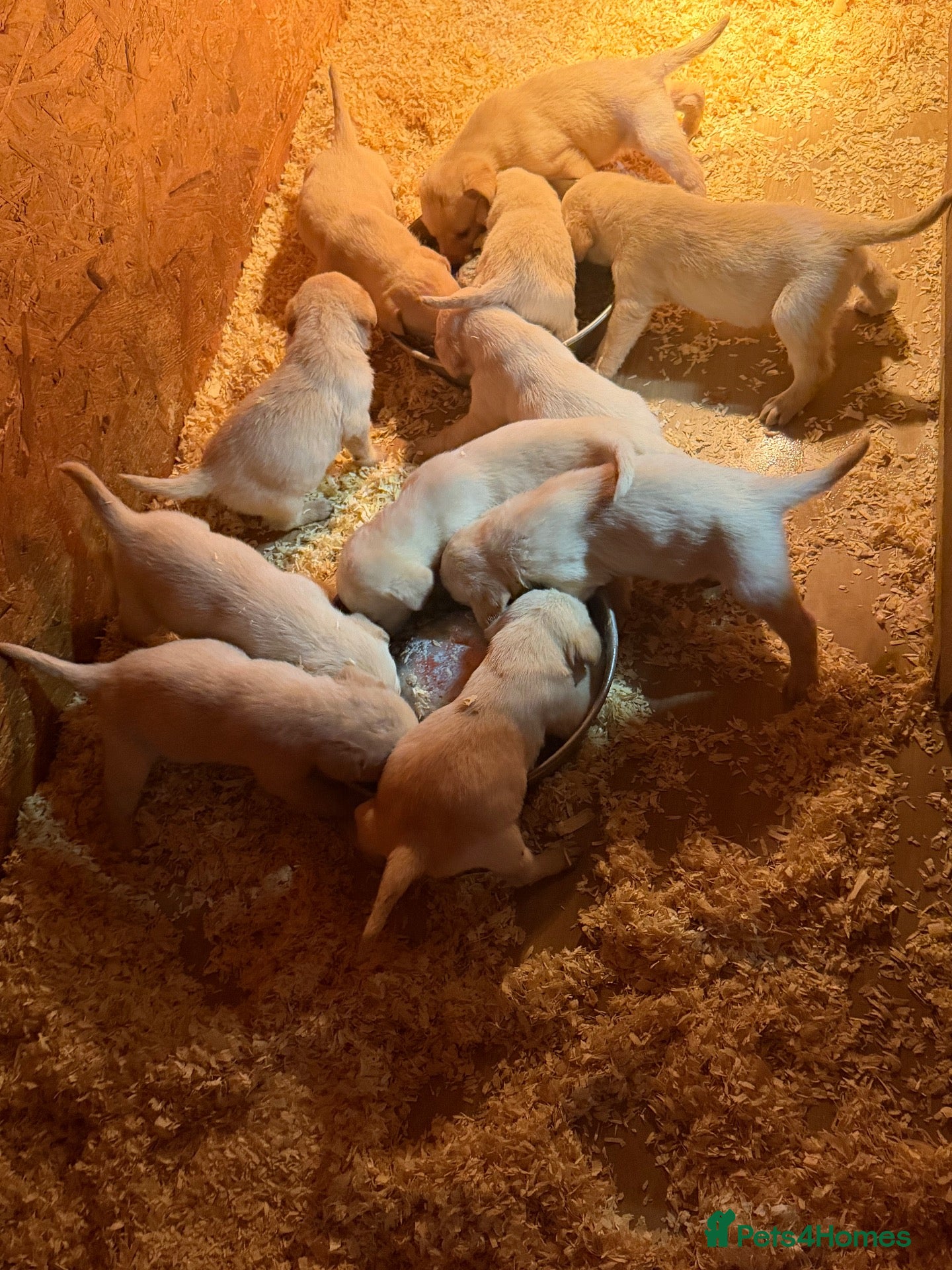 Labrador Retriever dogs Labrador pups  - Advert 1
