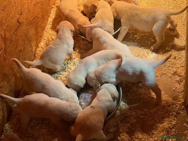 Labrador Retriever dogs Labrador pups - Advert 13