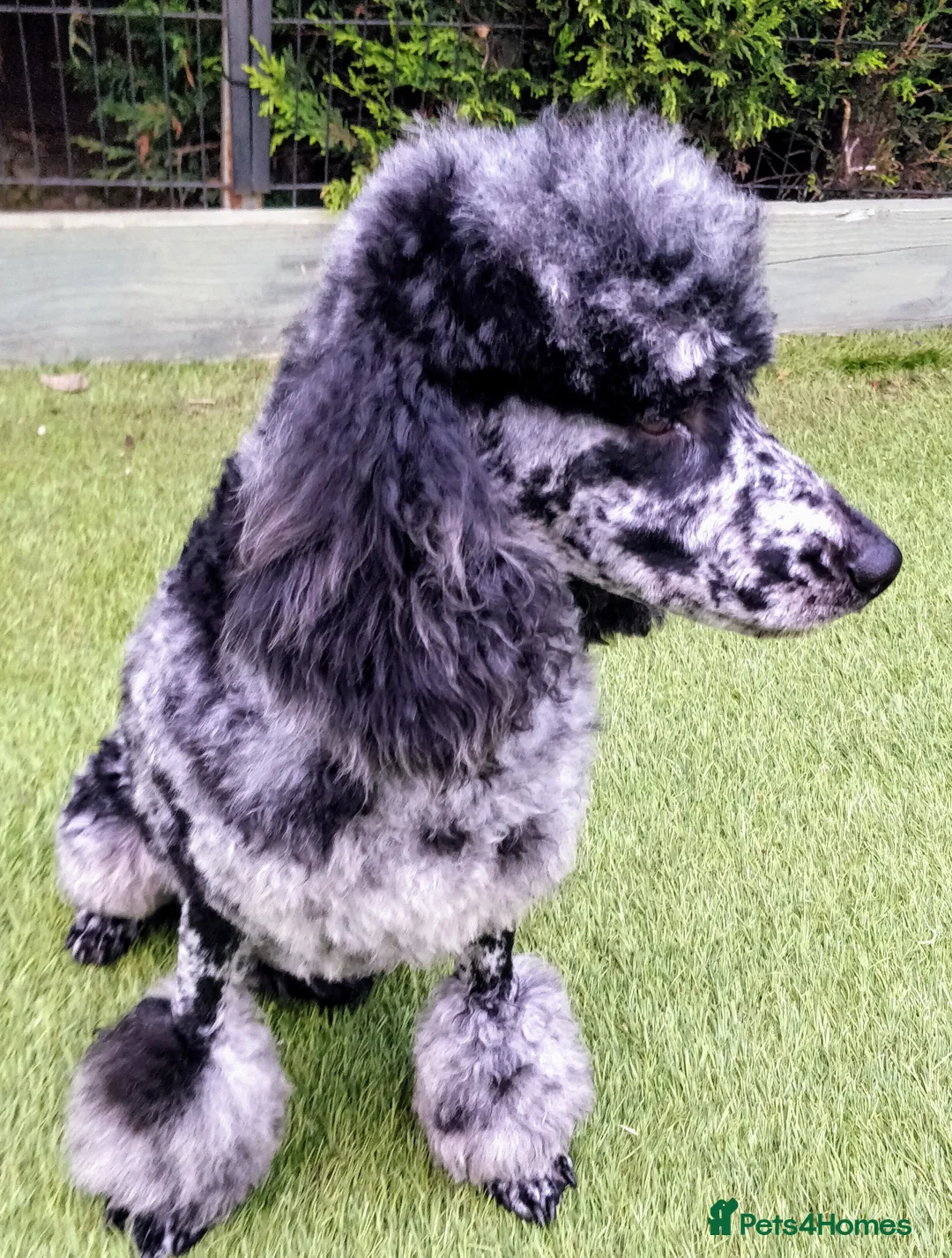 Miniature Poodle dogs for stud:  Blue/ Silver Merle carries chocolate Stud in Newcastle - Advert 4