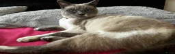 Siamese cats for sale: Siamese mixed kittens  - Advert 7