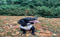 Cocker Spaniel dogs for sale:  6 month old Cocker spaniel (Albie) - Image 1