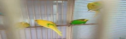 Parrots birds for sale: Find Your Perfect Parrot–Loving Companions Ready in Halifax - Advert 2