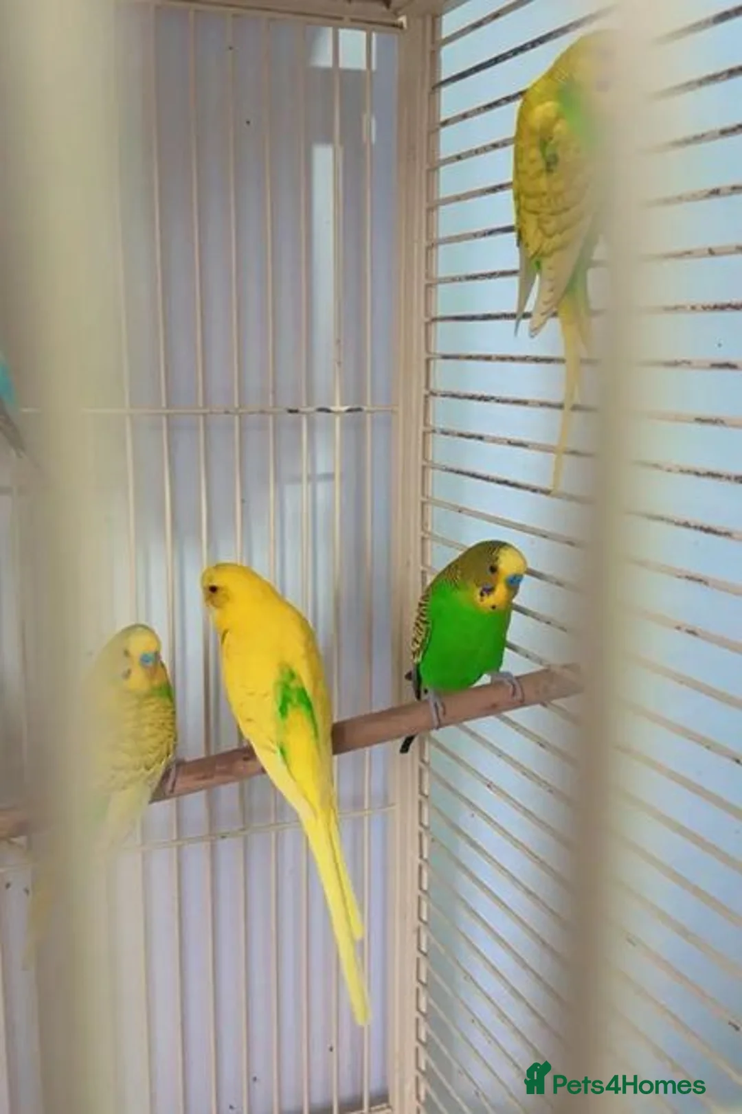 Parrots birds for sale: Find Your Perfect Parrot–Loving Companions Ready in Halifax - Advert 2