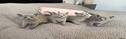 Russian Blue cats for sale: TICA registered pedigree russian blue kittens - Advert 1