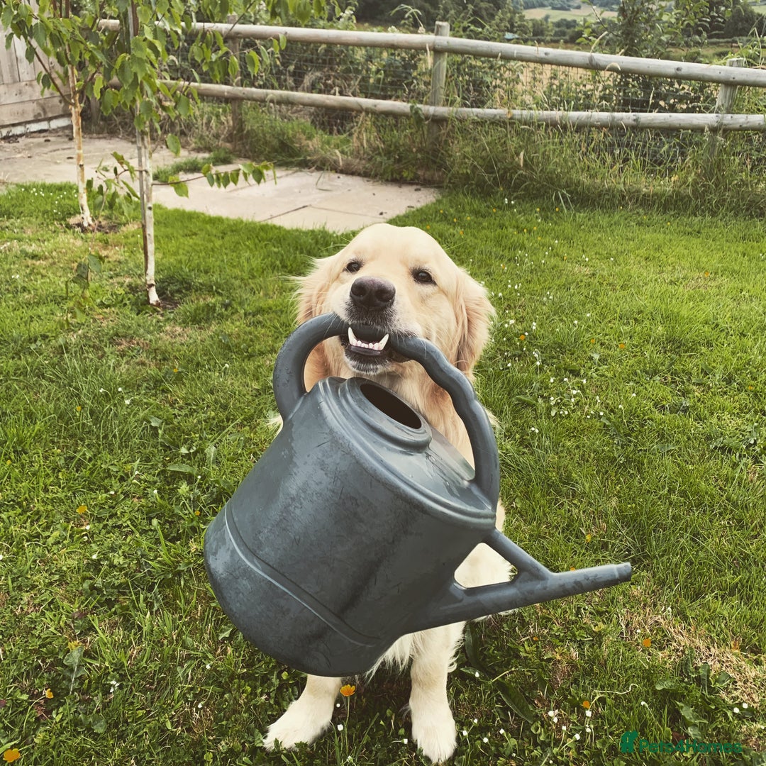 Golden Retriever dogs for stud: 5th Generation KC Registered TOO GOOD TO MISS STUD - Image 19