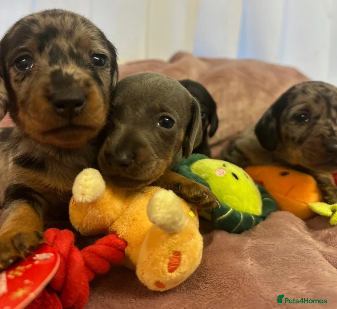 Miniature Dachshund dogs for sale: Miniature dashchunds - Advert 6