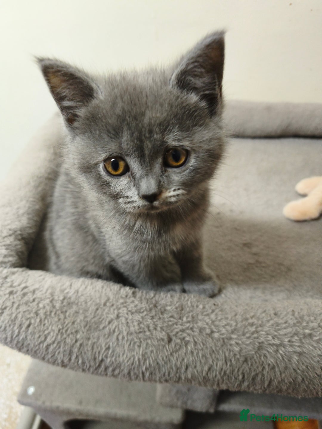 British Shorthair cats for sale: British Shorthair Kittens Imported Parents  - Advert 38