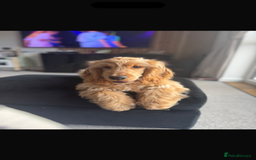 Cocker Spaniel dogs for sale: Beautiful male show cocker spaniel  - Image 1