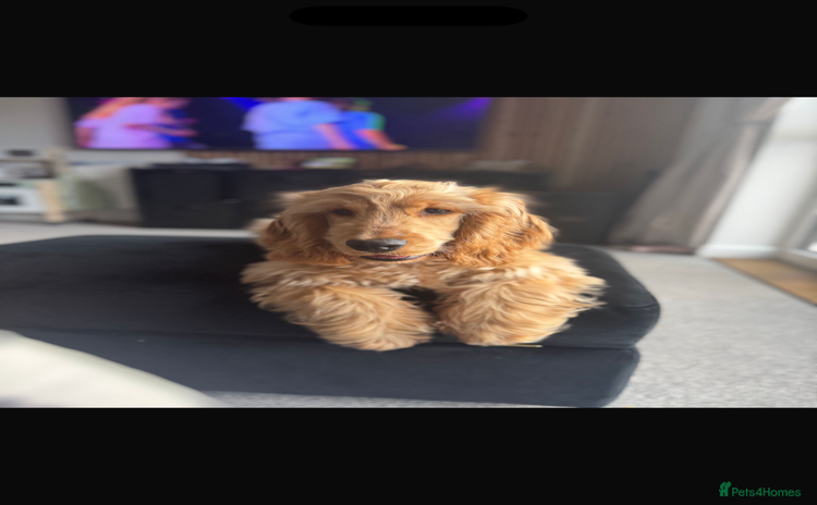 Cocker Spaniel dogs - Advert 9