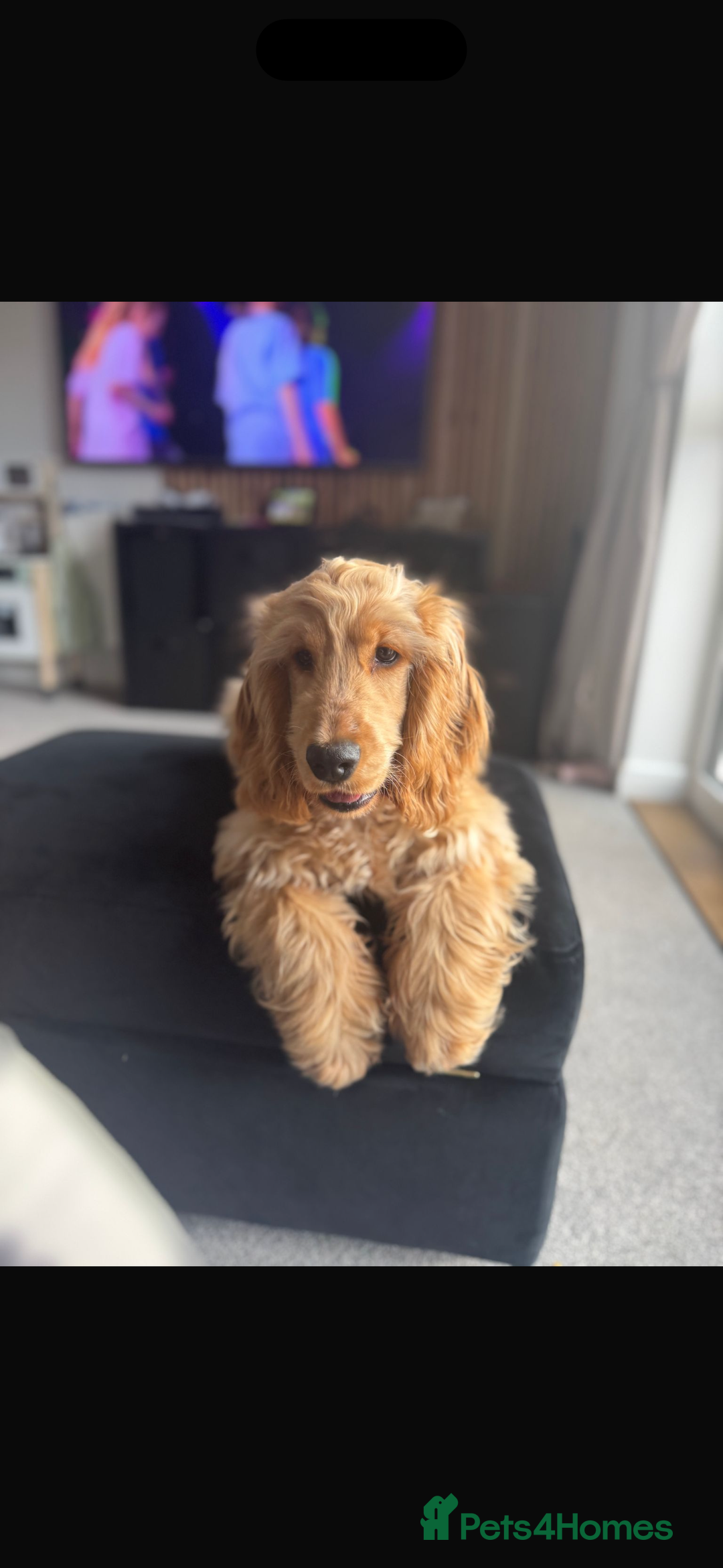 Cocker Spaniel dogs for sale: Beautiful male show cocker spaniel  - Image 1
