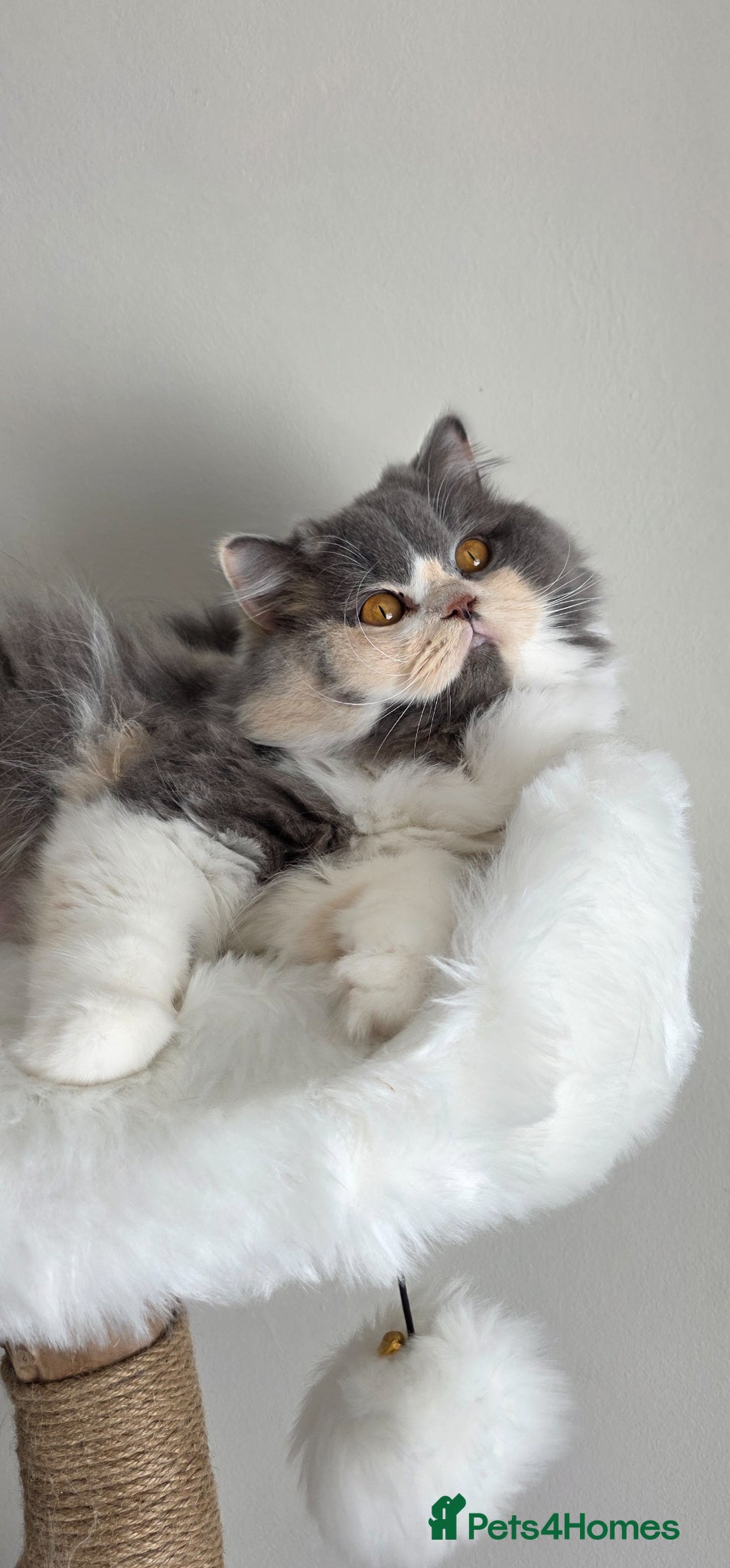 British Shorthair cats Beautiful cream GCCF British shorthair  - Advert 3