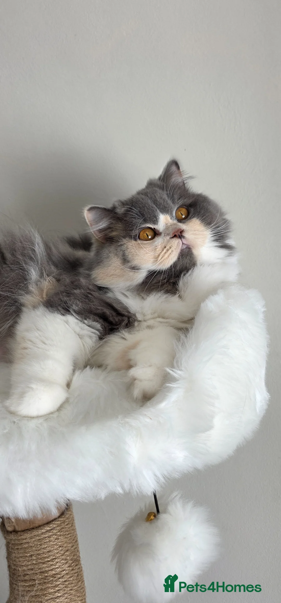 British Shorthair cats for sale: Beautiful cream GCCF British shorthair  - Advert 1