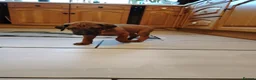 Rhodesian Ridgeback dogs for sale: Beautiful Rhodesian Ridgeback puppies-Family pet - Advert 31