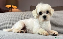 Maltese dogs for sale: 18 month old KC Maltese boy  - Image 1