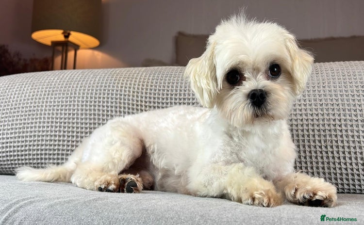 Maltese dogs - Advert 14